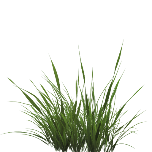 Une texture d'herbe avec de la transparence
